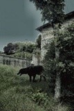 by gianantonio zago marino