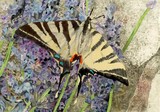 by Frances Lowe