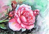 by Natalja Picugina