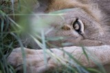 by Gerry Van der Walt