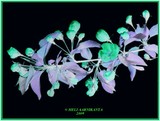 by Heli Aarniranta