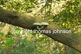 by Thomas Johnson