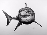 by Kirk Shepherd