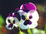 by Debbie Orlean