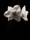 by Don Roberts