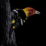 by Heather Ward