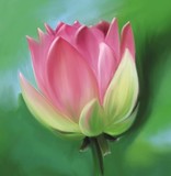 by kaukab ahmad