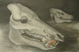 by Julianna Ziegler
