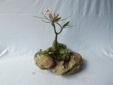 by Pedra Viva mini jardins