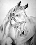 by Travis Busey