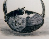 by Paula  Bodger