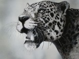 by Bryan Camilleri
