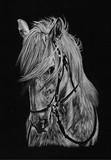 by Tamsin Dearing