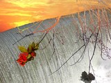 by Maureen Bloesch
