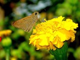 by anirban chandra pal