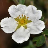 by Marie josé LAURIER