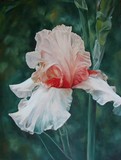 by Cene gál István