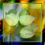 by Anne Vis