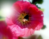 by Melody Koert