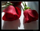by DEE JOBES PHOTOGRAPHY