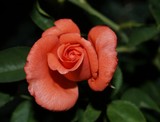 by Laurie Crouse