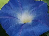 by Laurie Crouse