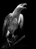 by Heather Ward