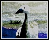 by Brenda Higgins