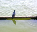 by Rohit Shrivastava