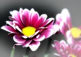 by tara  