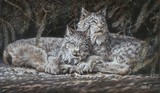 by Judy Cooper