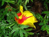by Heli Aarniranta