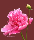 by David Jackson