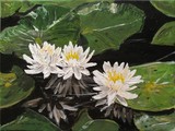 by Sharon De Vore