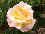 by Sherry Cornett