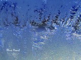 by Sharron Lee