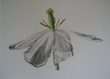 by louise whalen