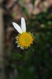 by Star Bunch