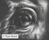 by Pam Reed