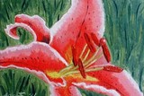 by Rachel McReynolds