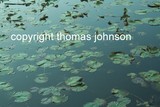by Thomas Johnson