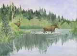 by Asheley Kapelewski