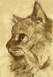 by Snook Berry