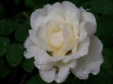 by Marie josé LAURIER
