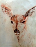 by Dana Koffenberger
