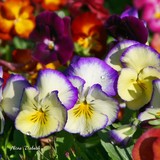 by Nira Dabush