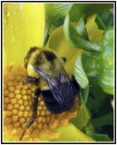 by Edward Bajgerowicz