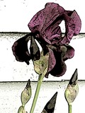 by Sue Gordon