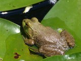 Frog by Cottonwood