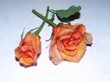 by Donna Renzulli